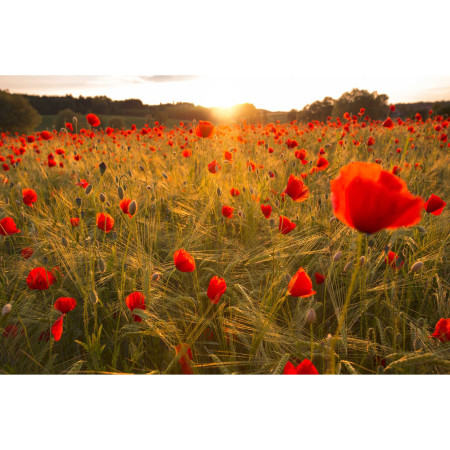 Peinture par Numéro Coquelicots au Lever du Soleil | Éveil Flamboyant