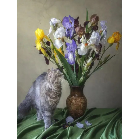 Peinture par Numéro Chat Persan Rêveur et Iris Multicolores | Tableau DIY Poétique et Inspirant