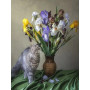 Peinture par Numéro Chat Persan Rêveur et Iris Multicolores | Tableau DIY Poétique et Inspirant