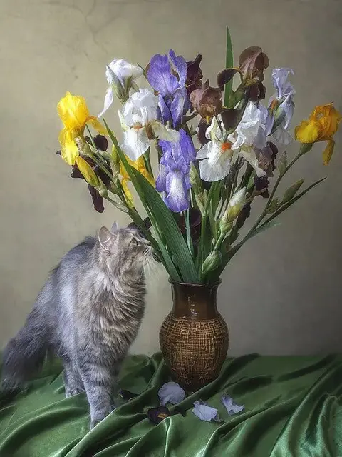 Peinture par Numéro Chat Persan Rêveur et Iris Multicolores