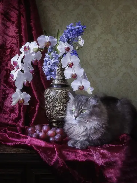 Tableau Peinture par Numéro Chat Persan et Orchidées Bleues