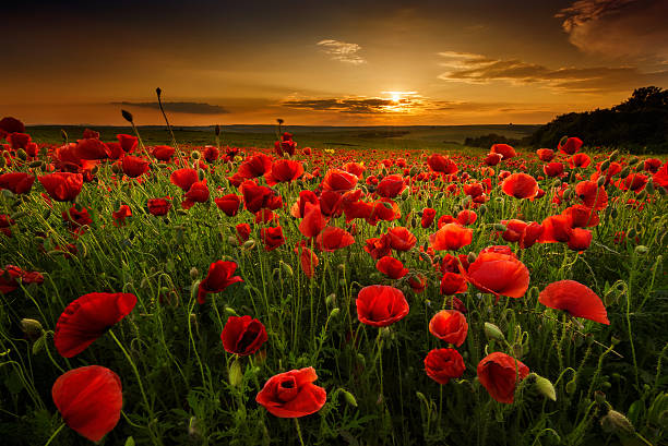 peinture par numéro Coquelicots au Crépuscule