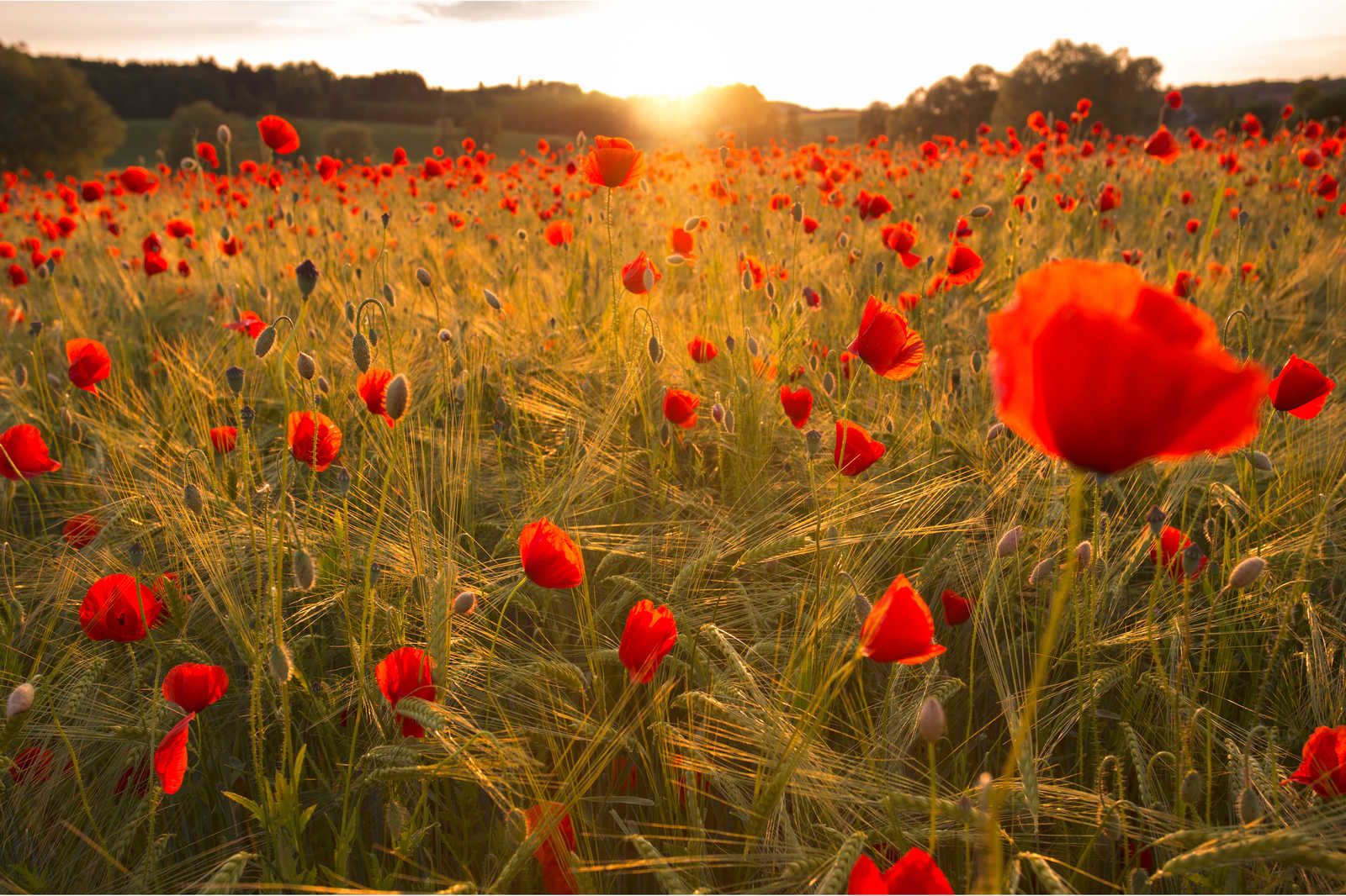 Peinture par Numéro Coquelicots au Lever du Soleil