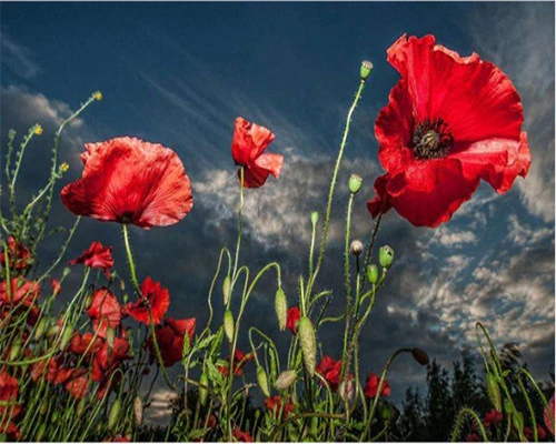 peinture par numéro Coquelicots Sauvages