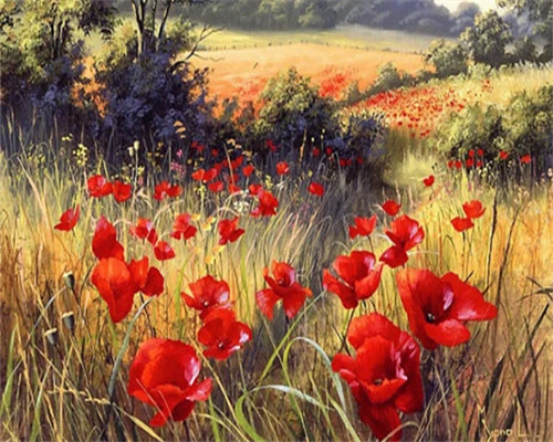 peinture par numéro Coquelicots Sauvages