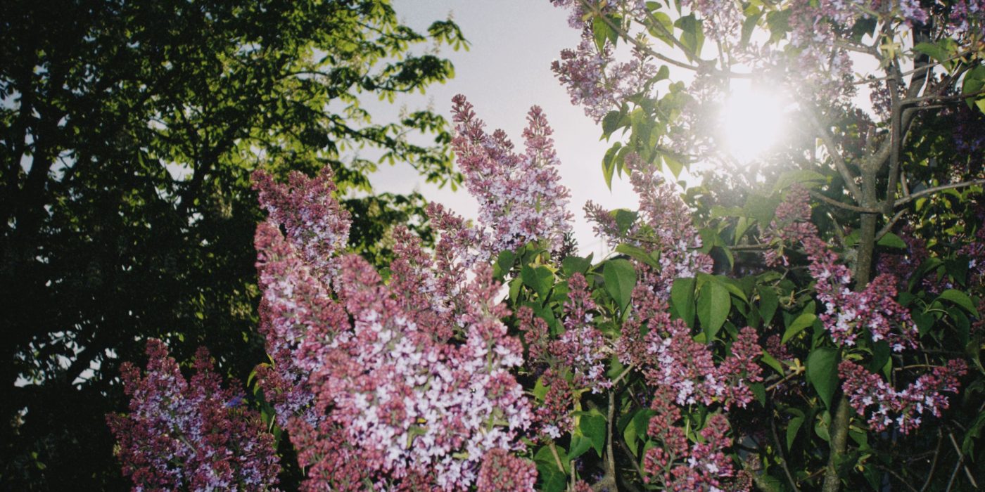 Quel engrais pour lilas des indes sans tuer la floraison ?