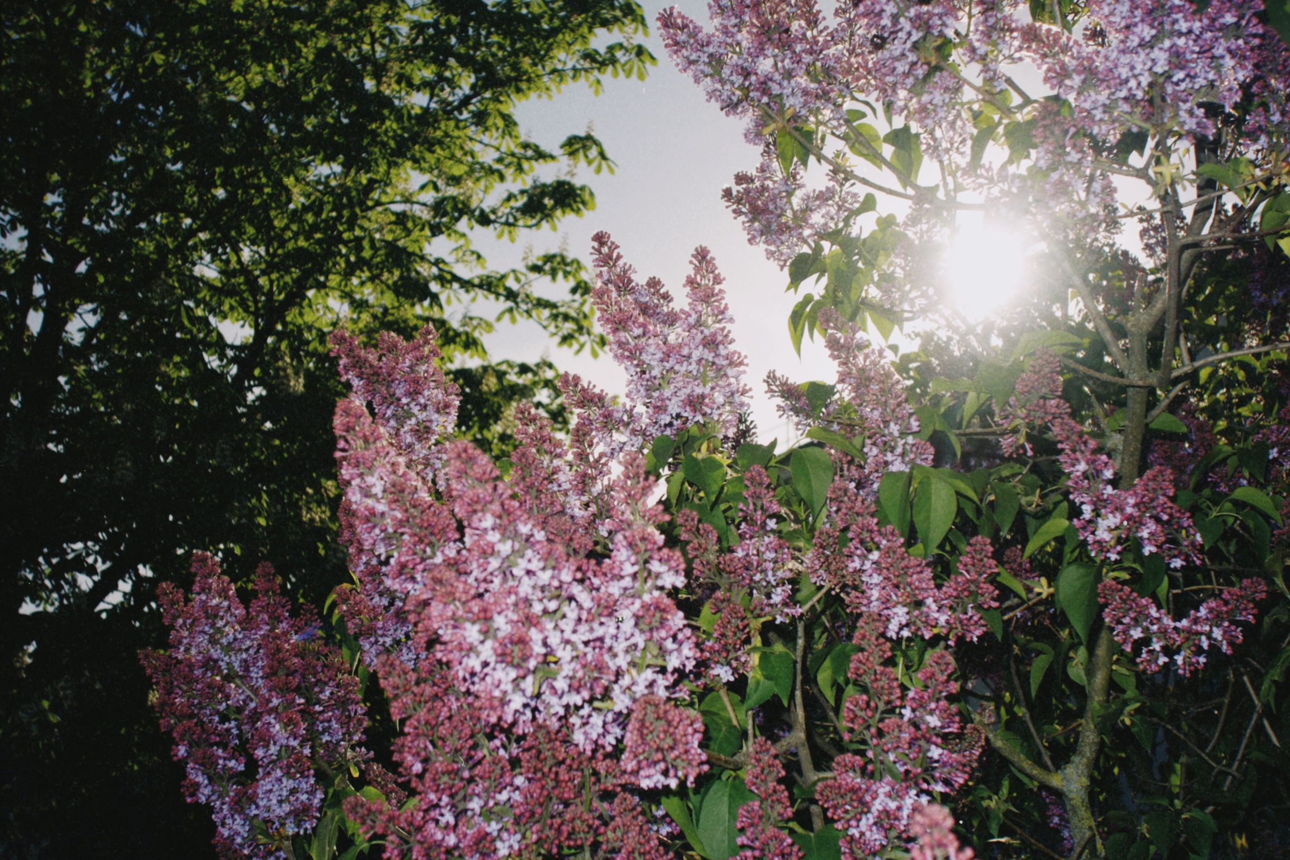 Floraison du lilas des indes avec bon engrais