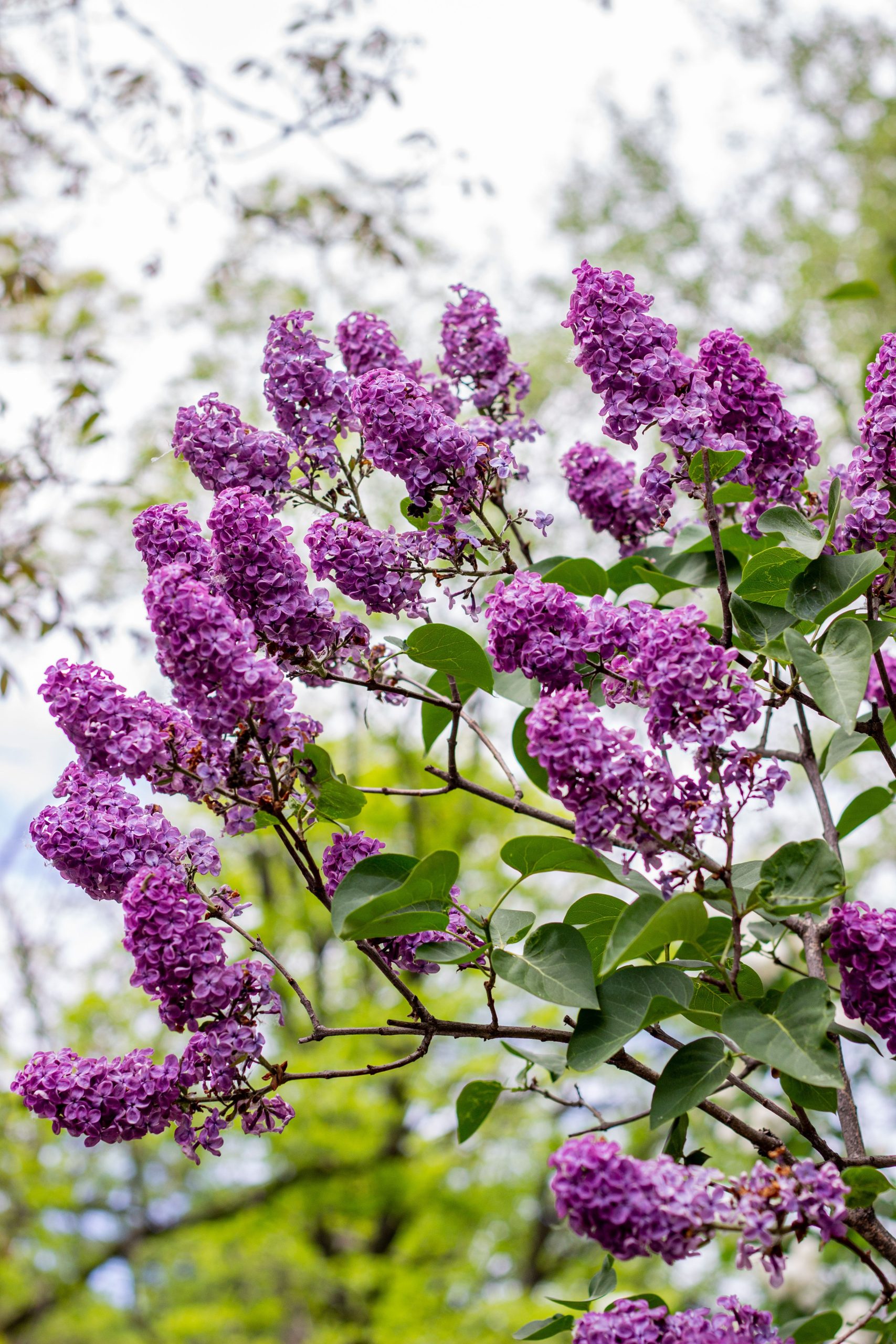Préserver la floraison du lilas des indes avec le bon engrais