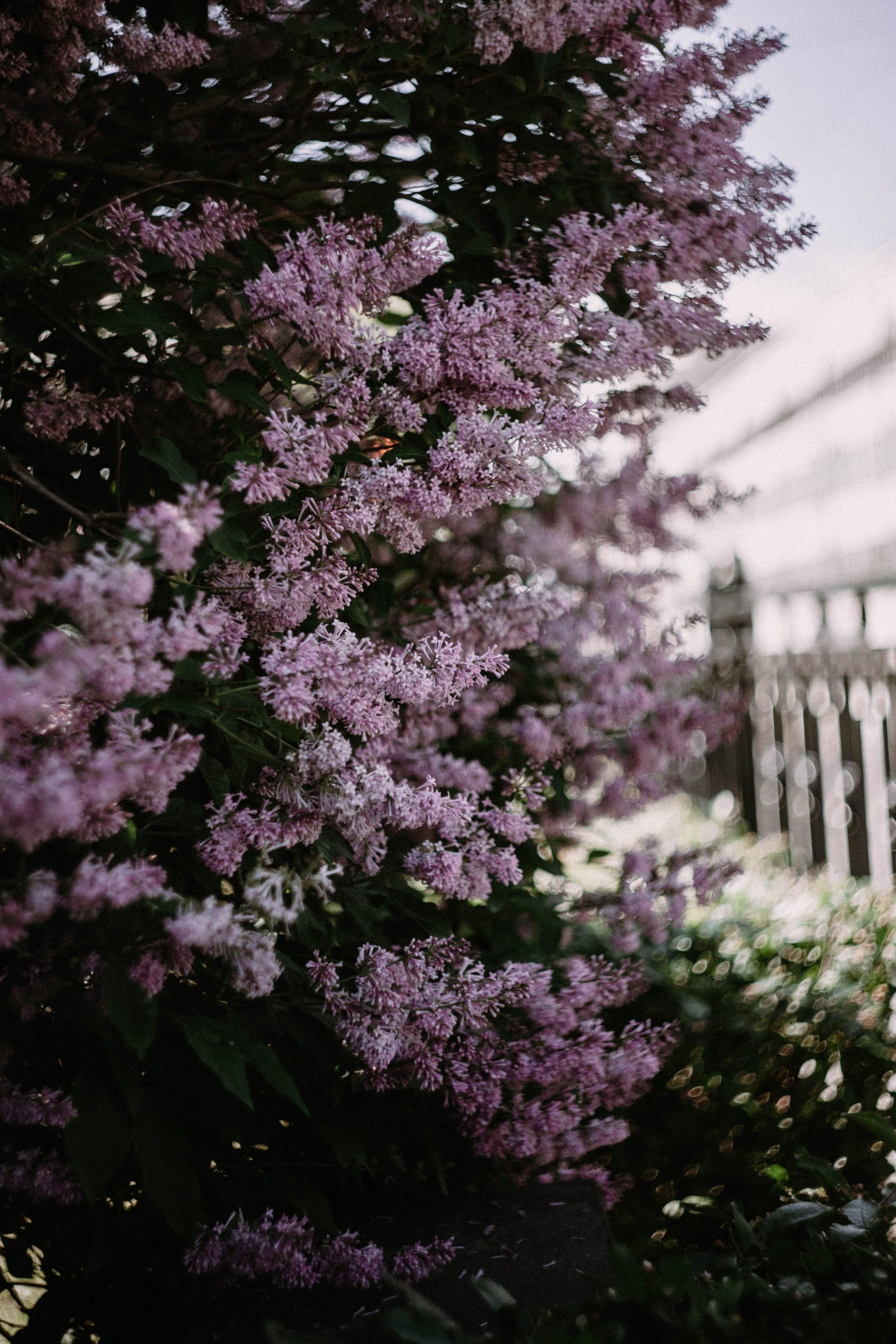 Meilleur engrais pour lilas des indes